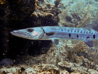 barracuda-placencia-fun-dive-trips-outer-reef.jpg