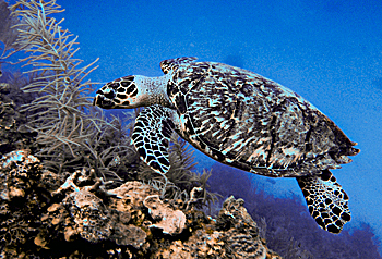 outer reef belize scuba dive trip