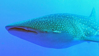 whale shark diving packages belize