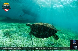 5 Tips to Improving Air Consumption| Belize Scuba Dive Vacation
