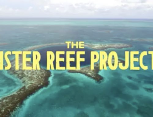SPLASH PARTNERS WITH THE BELIZE SISTER REEF PROJECT