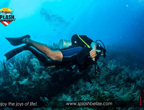 Take a Deep Dive In Belize