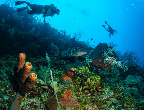 Belize | The Best Diving Destination In Central America